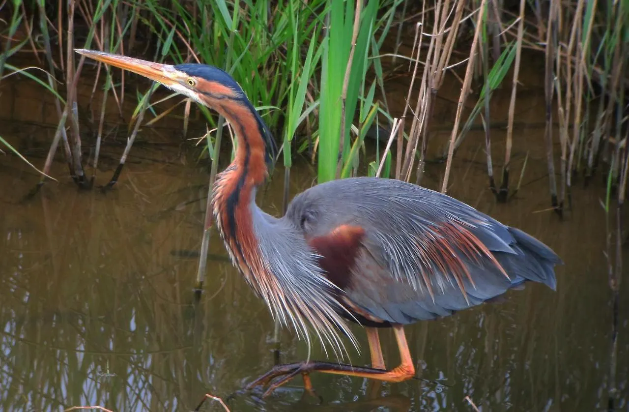 Hotel Urdaibai Bird Center Gautegiz Arteaga